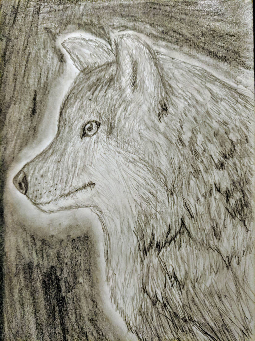 Wolf Drawing